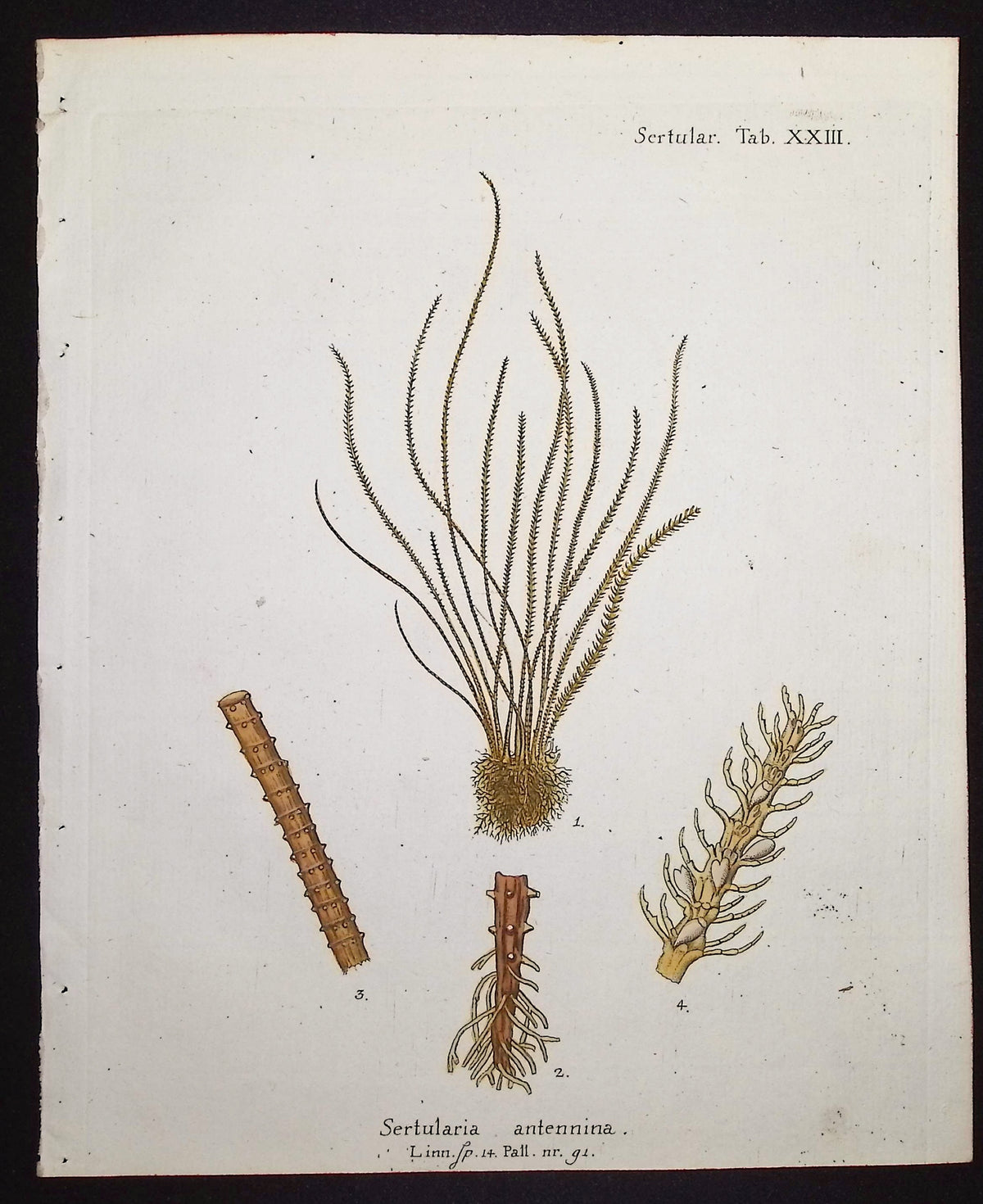 Sertularia - Hydroid
