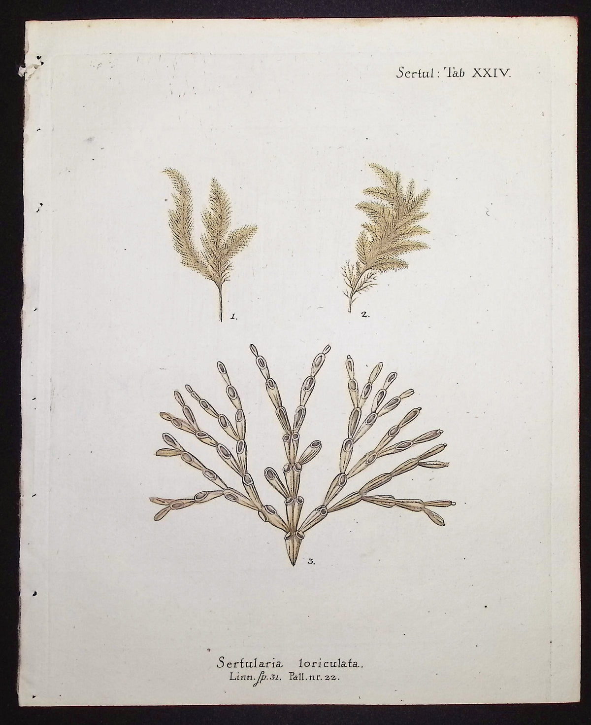 Sertularia - Hydroid