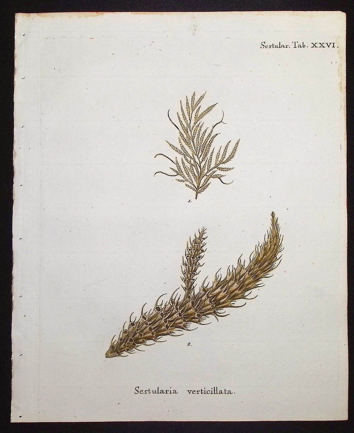 Sertularia - Hydroid