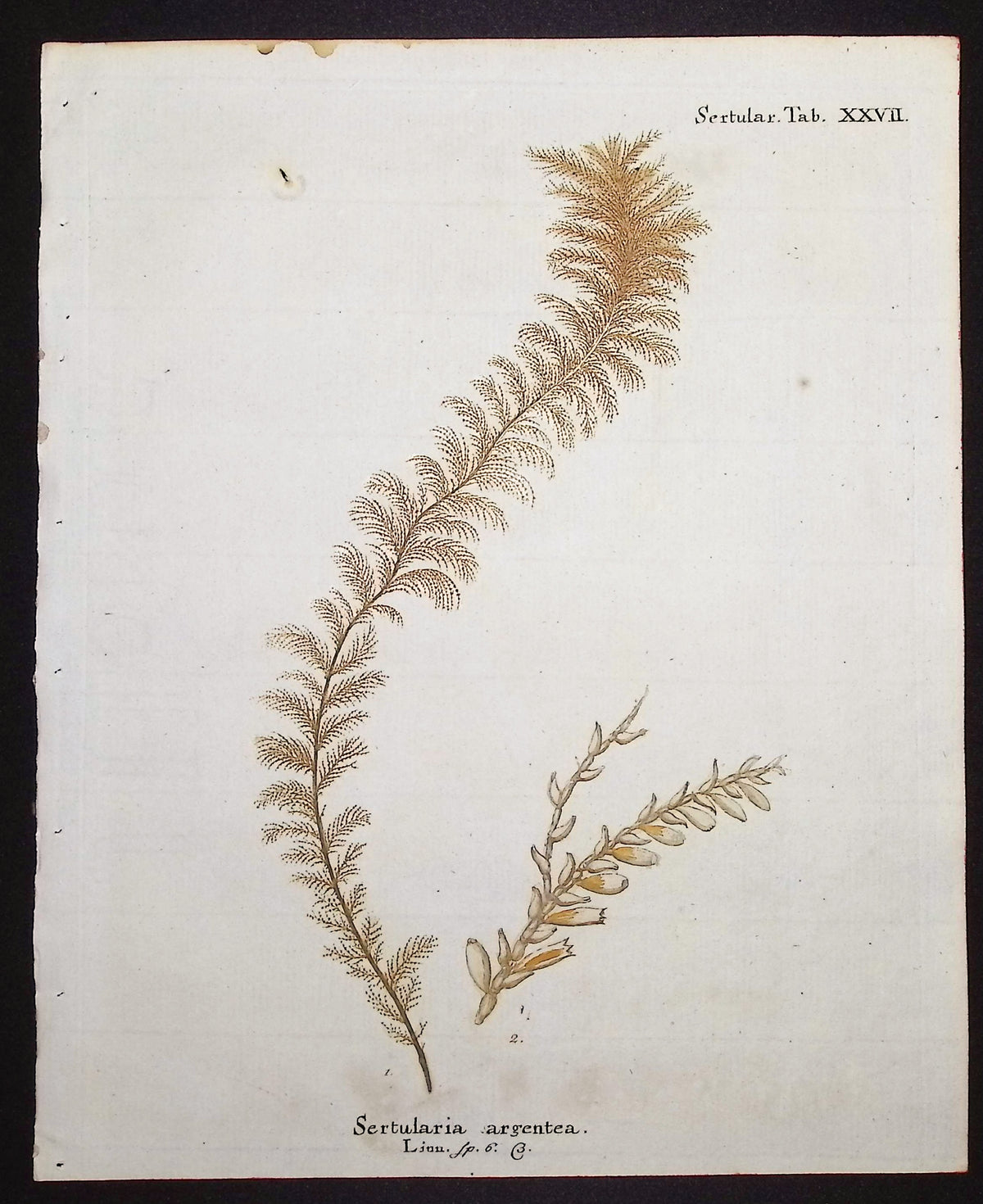 Sertularia - Hydroid