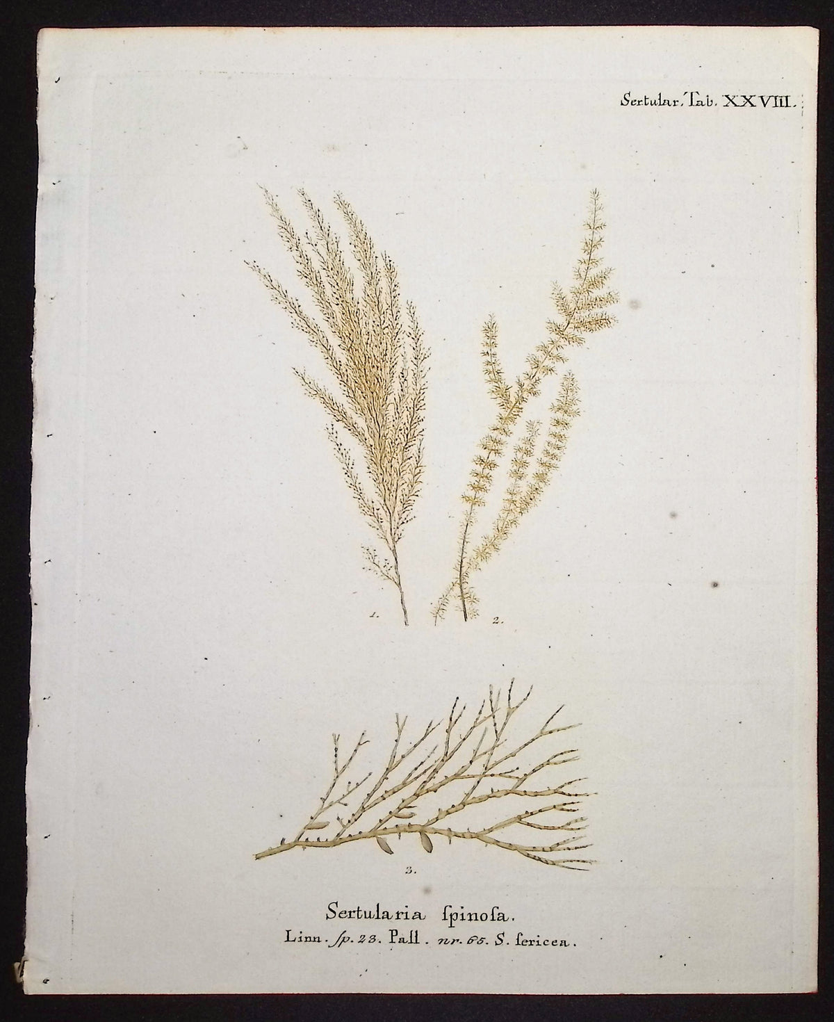 Sertularia - Hydroid