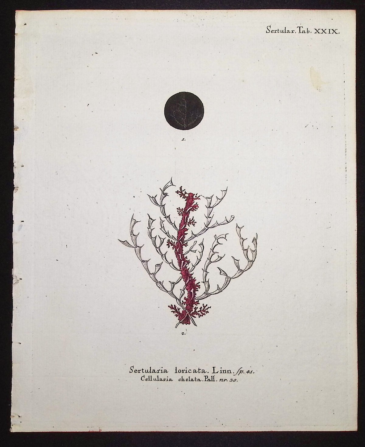Sertularia - Hydroid
