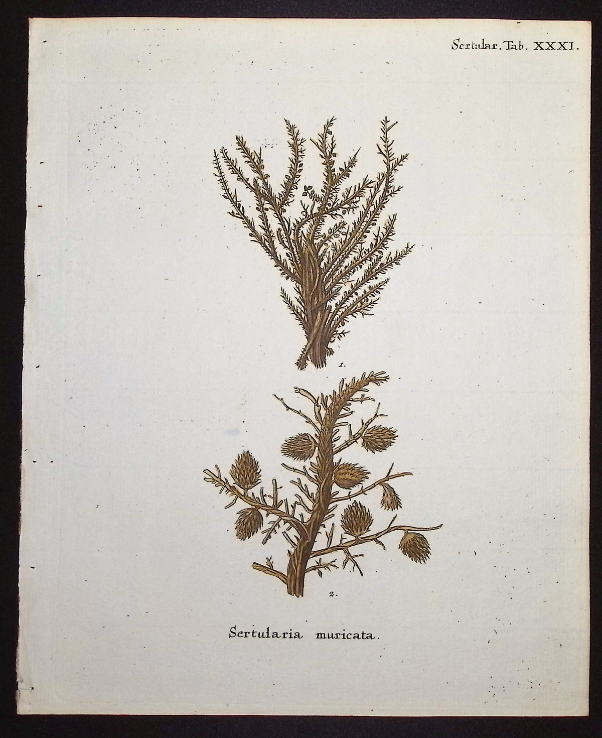 Sertularia - Hydroid