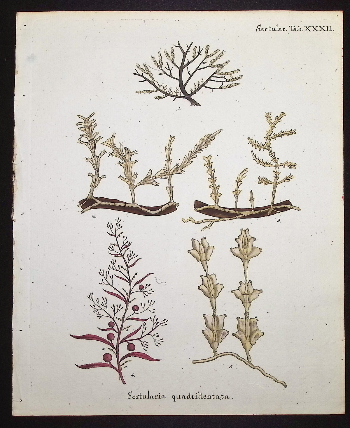 Sertularia - Hydroid