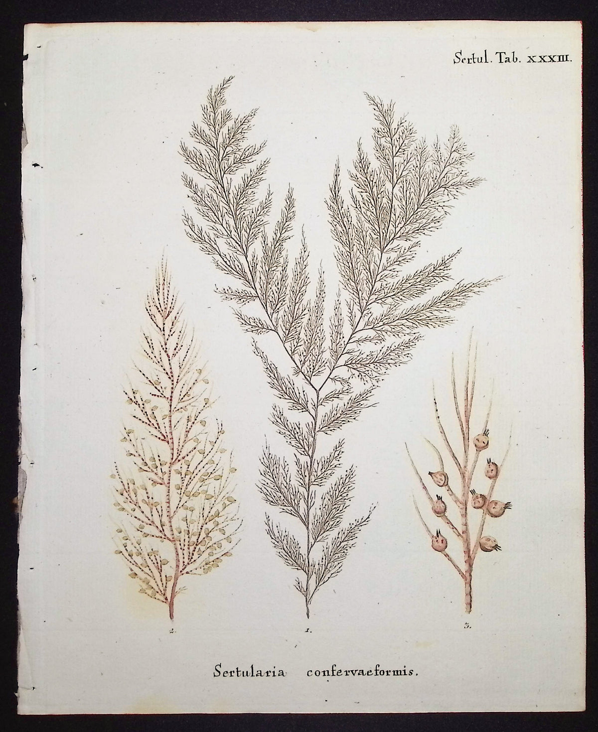 Sertularia - Hydroid