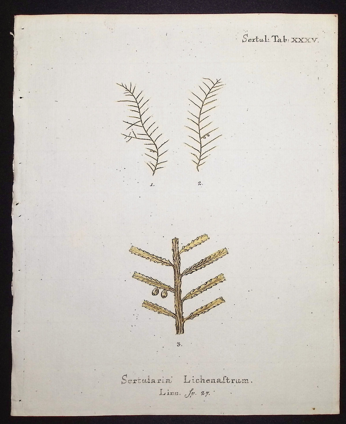Sertularia - Hydroid
