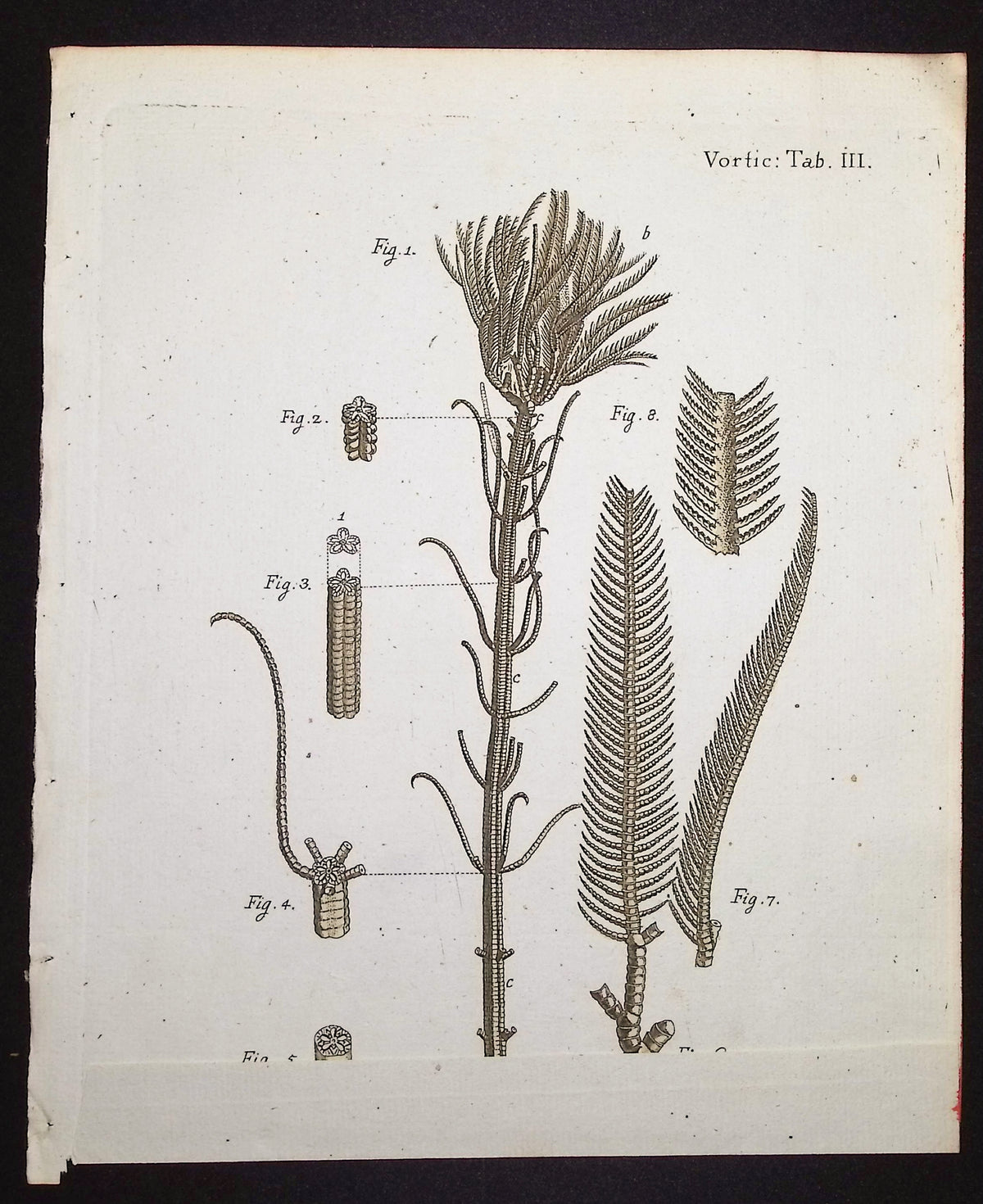 Vorticella - Sea Life