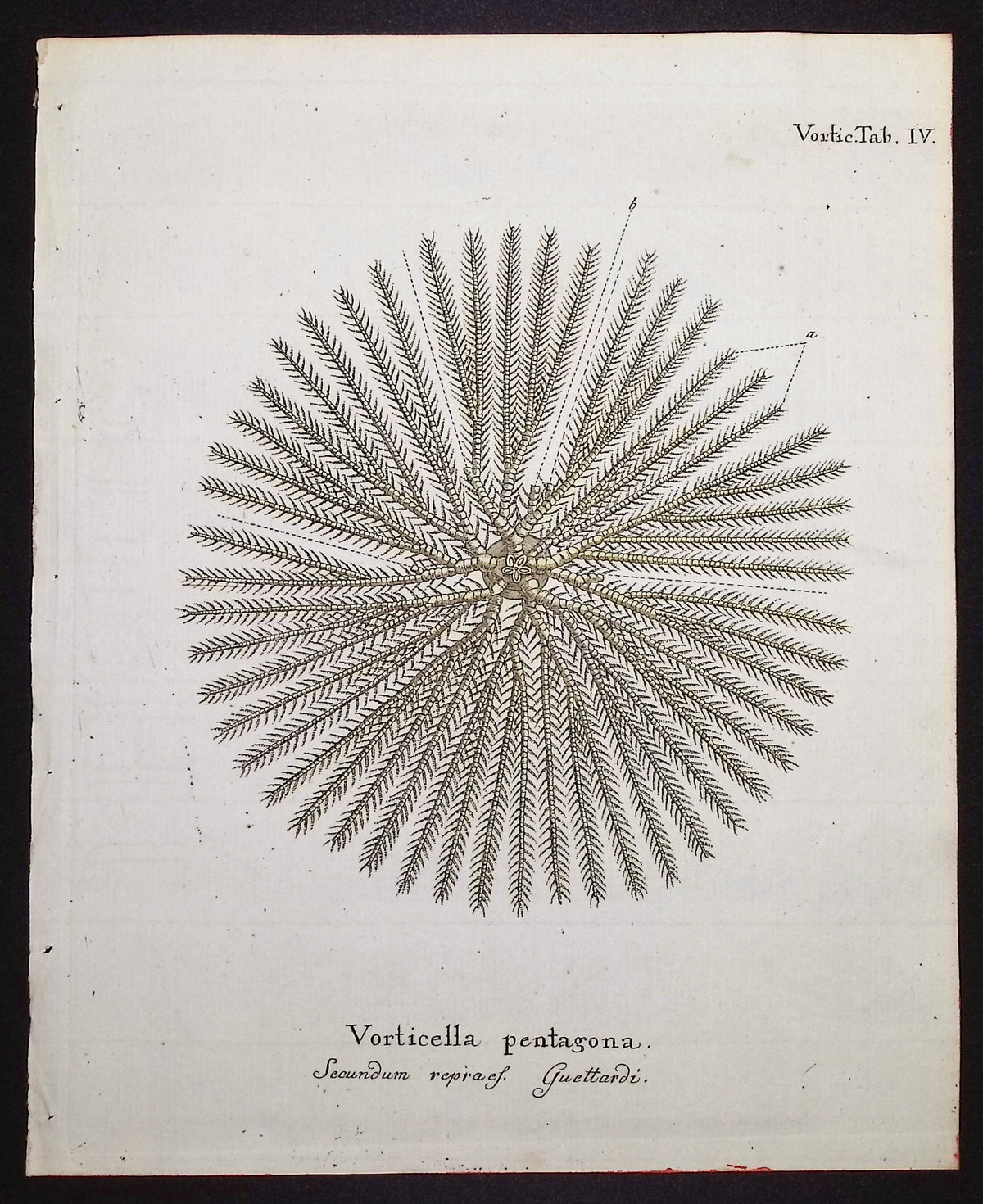Vorticella - Sea Life