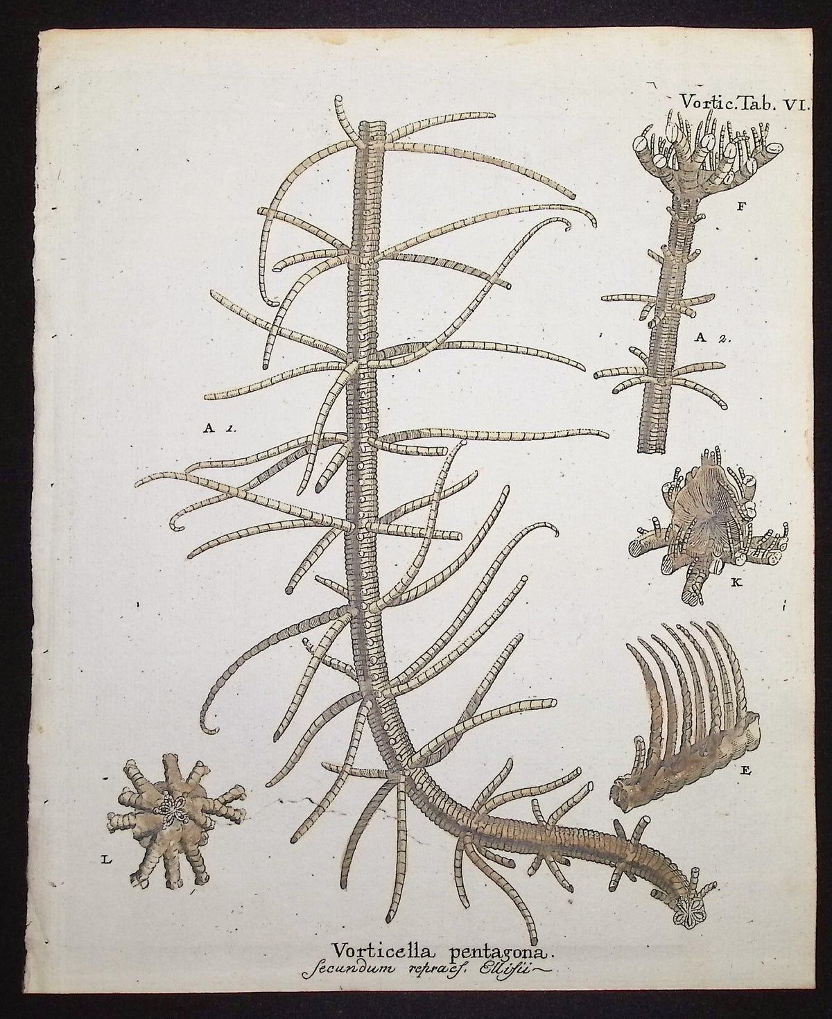 Vorticella - Sea Life