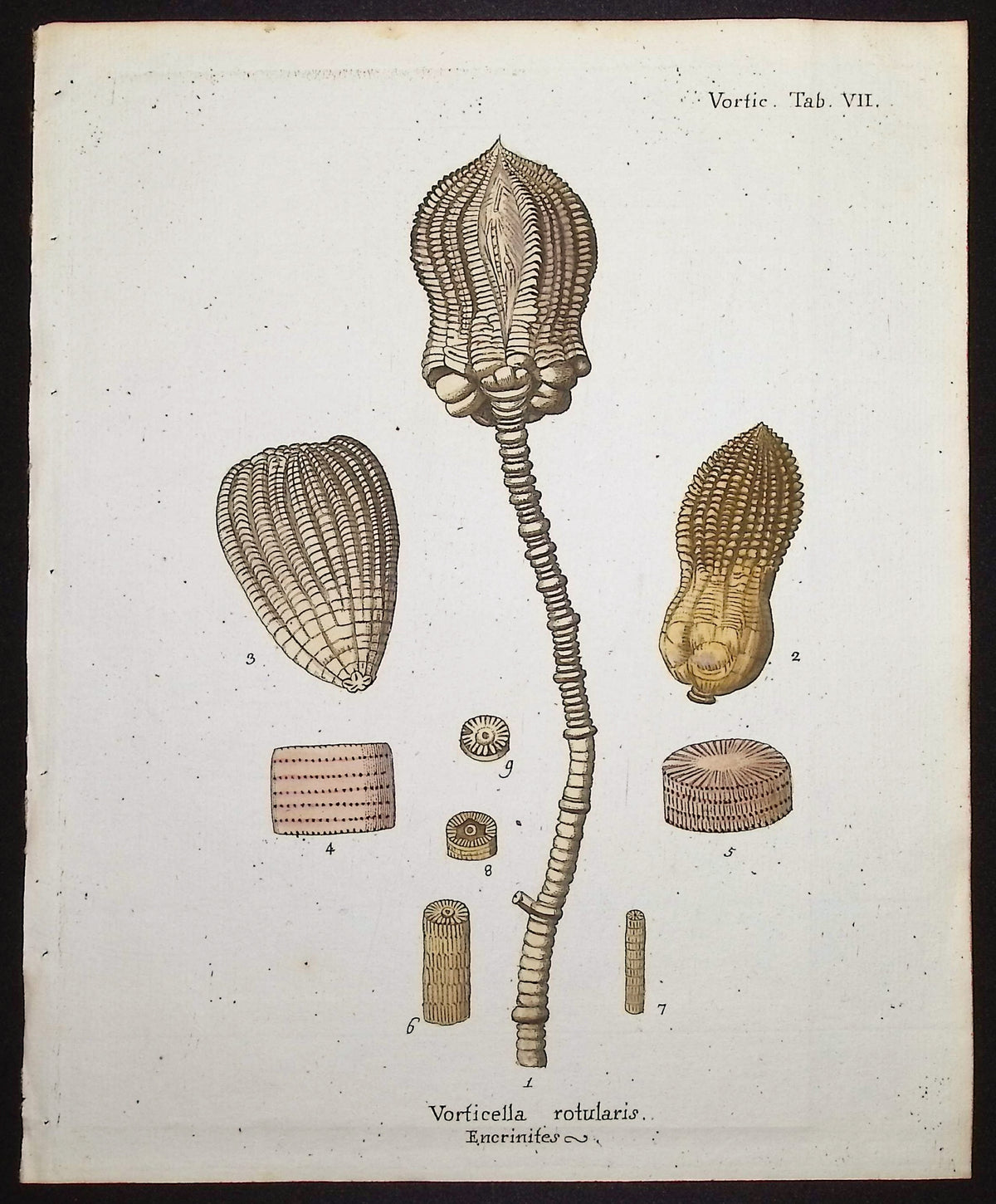 Vorticella - Sea Life