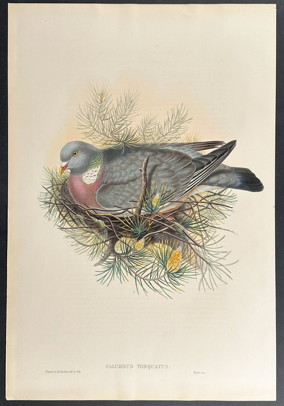 Wood-Pigeon, or Cuchat