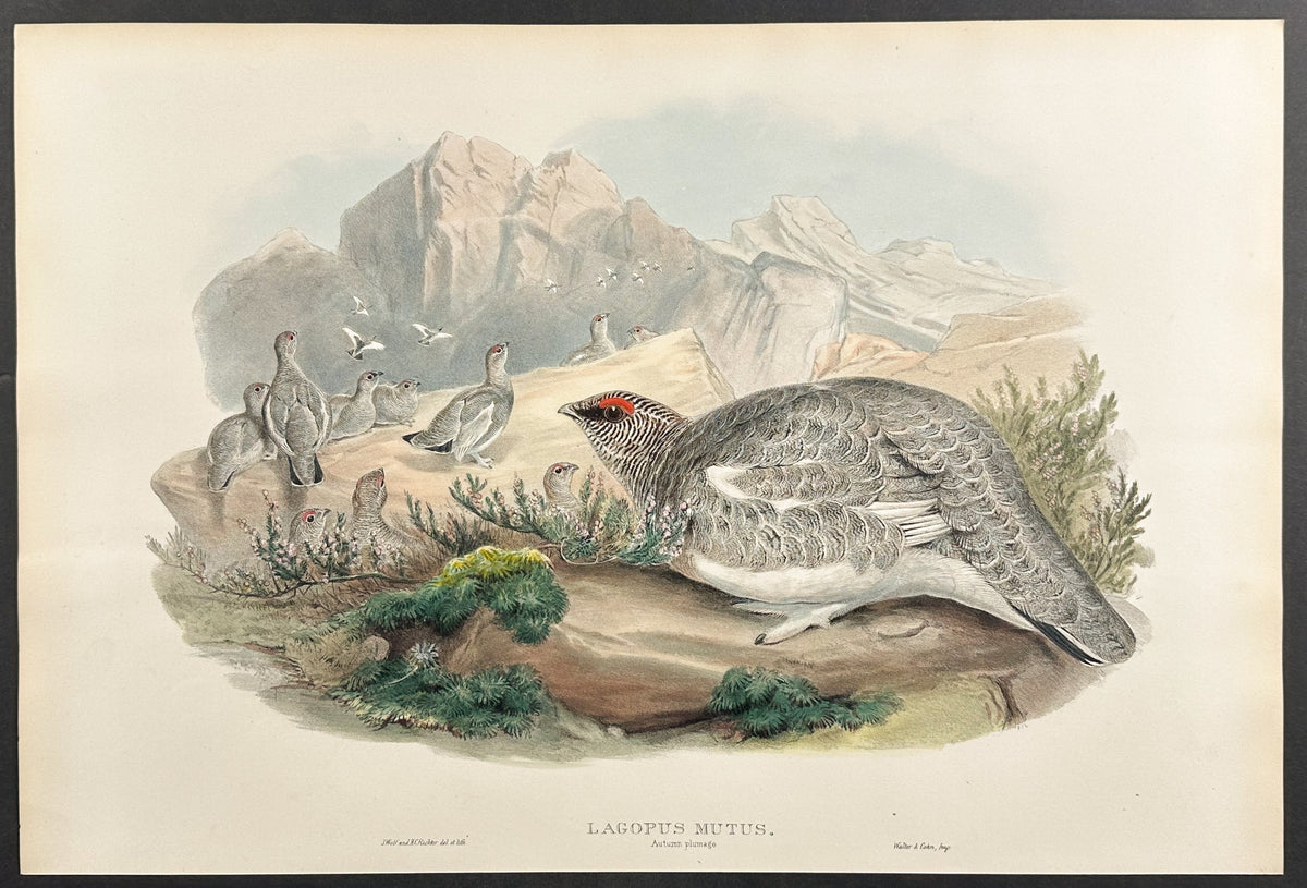 Ptarmigan (autumn plumage)