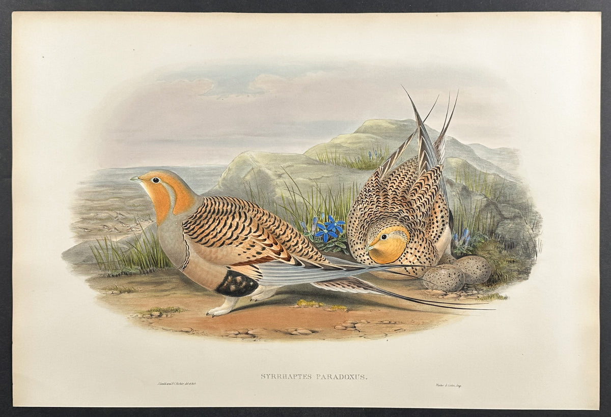 Pallas's Sand-Grouse