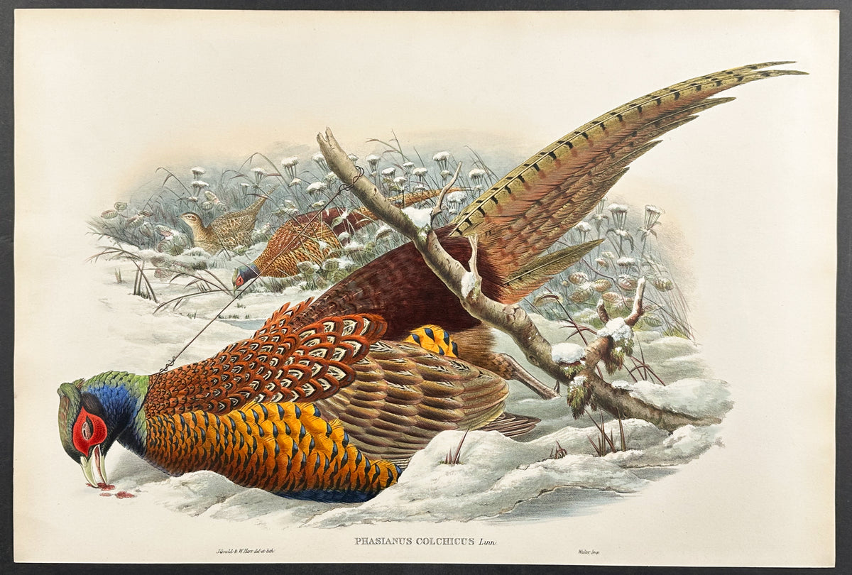 Common Pheasant