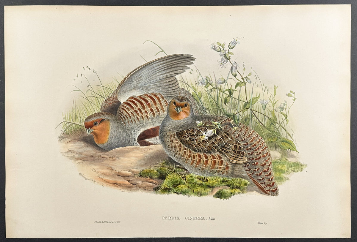 Partridge