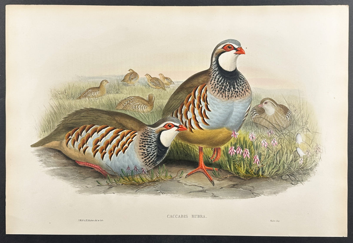 Red-legged Partridge