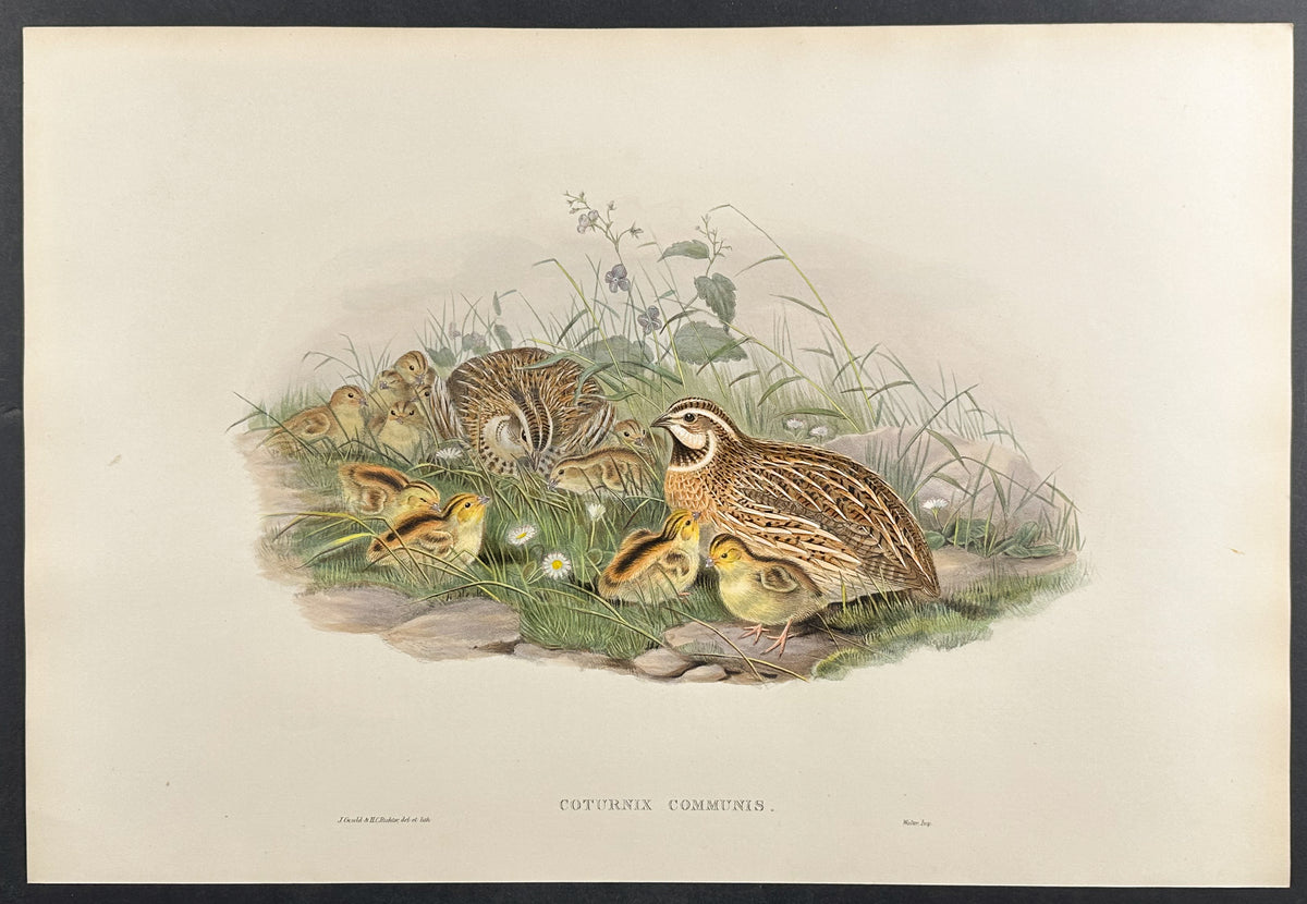 Common Quail
