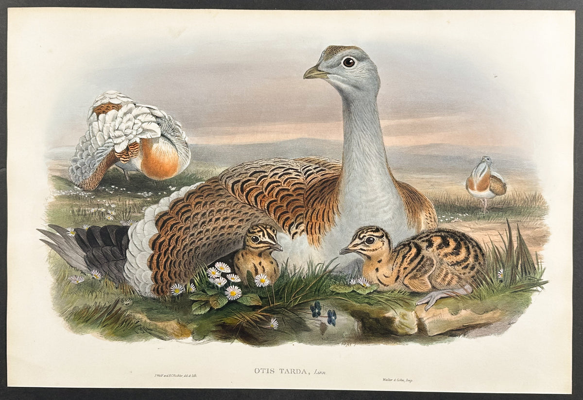 Great Bustard