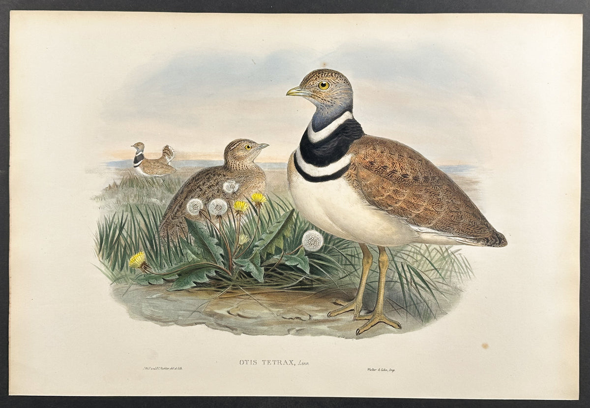 Little Bustard