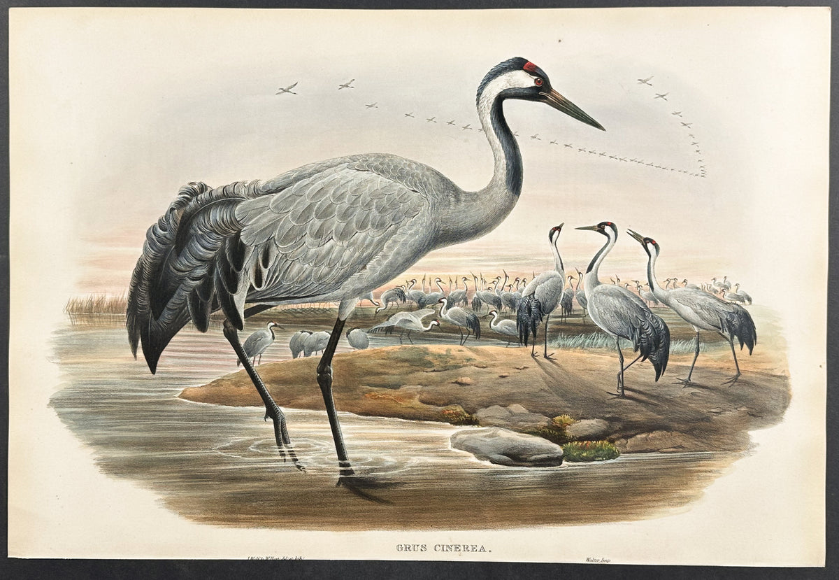 Common Crane