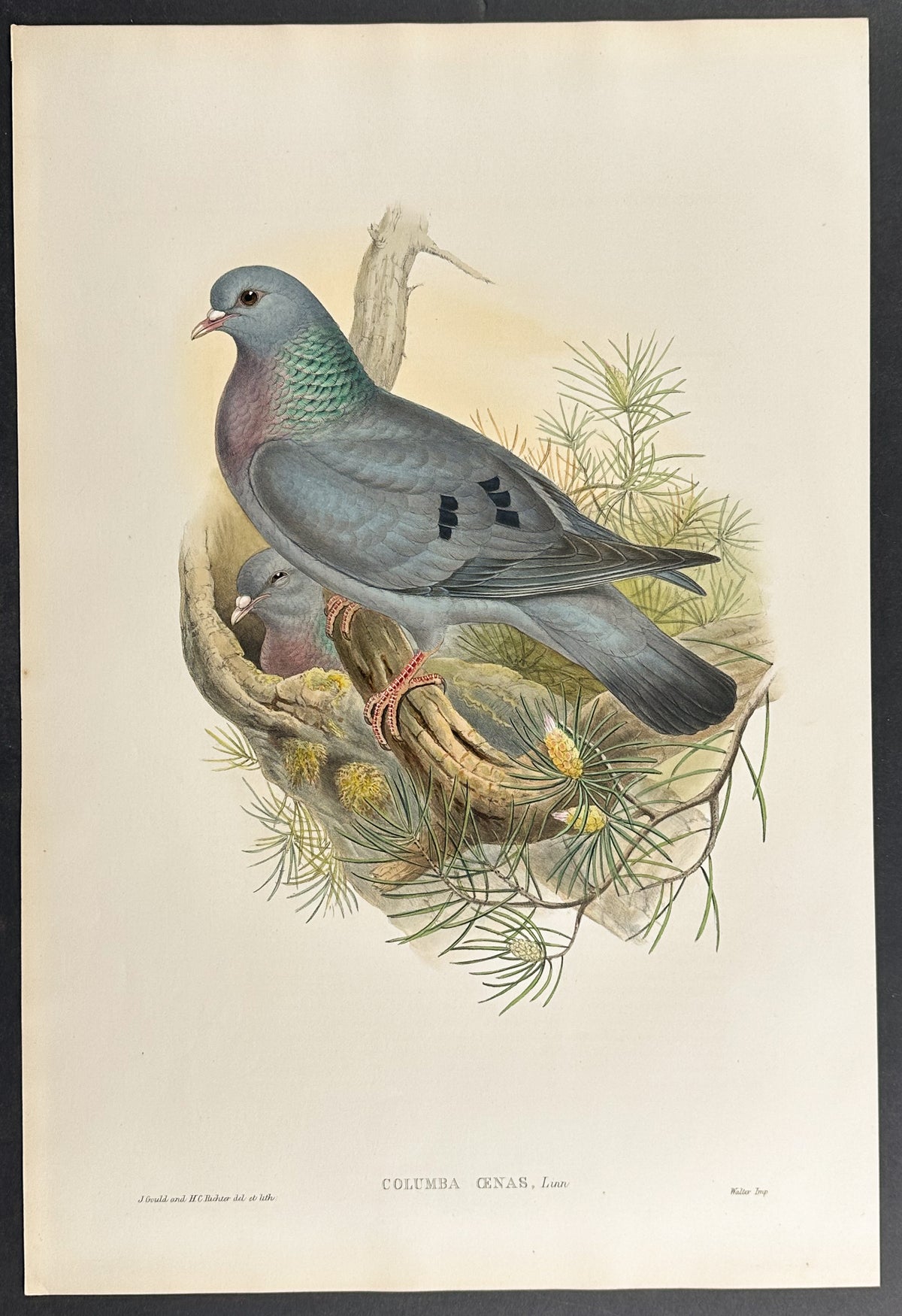 Stock-Dove