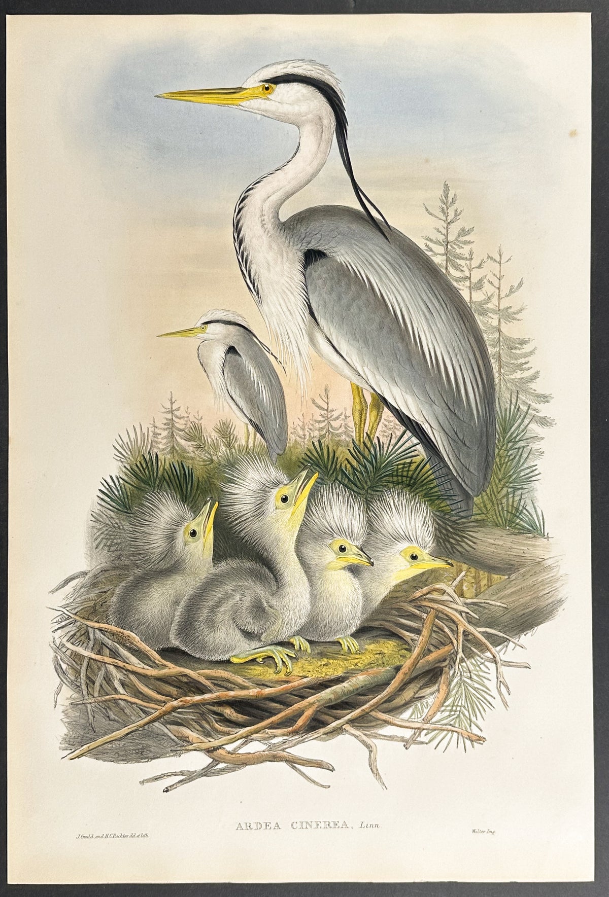 Heron