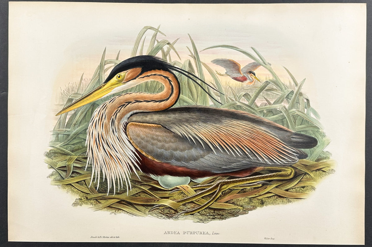 Purple Heron