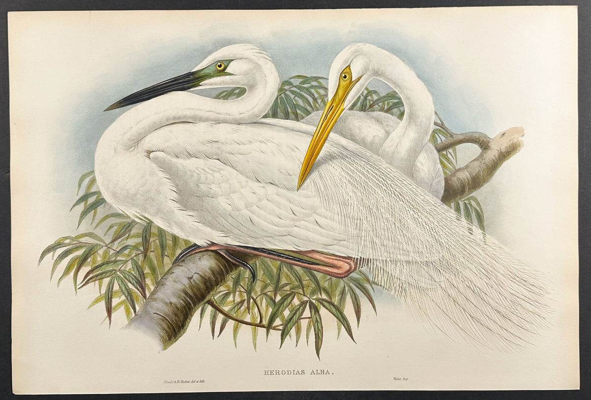 Great White Egret, or White Heron