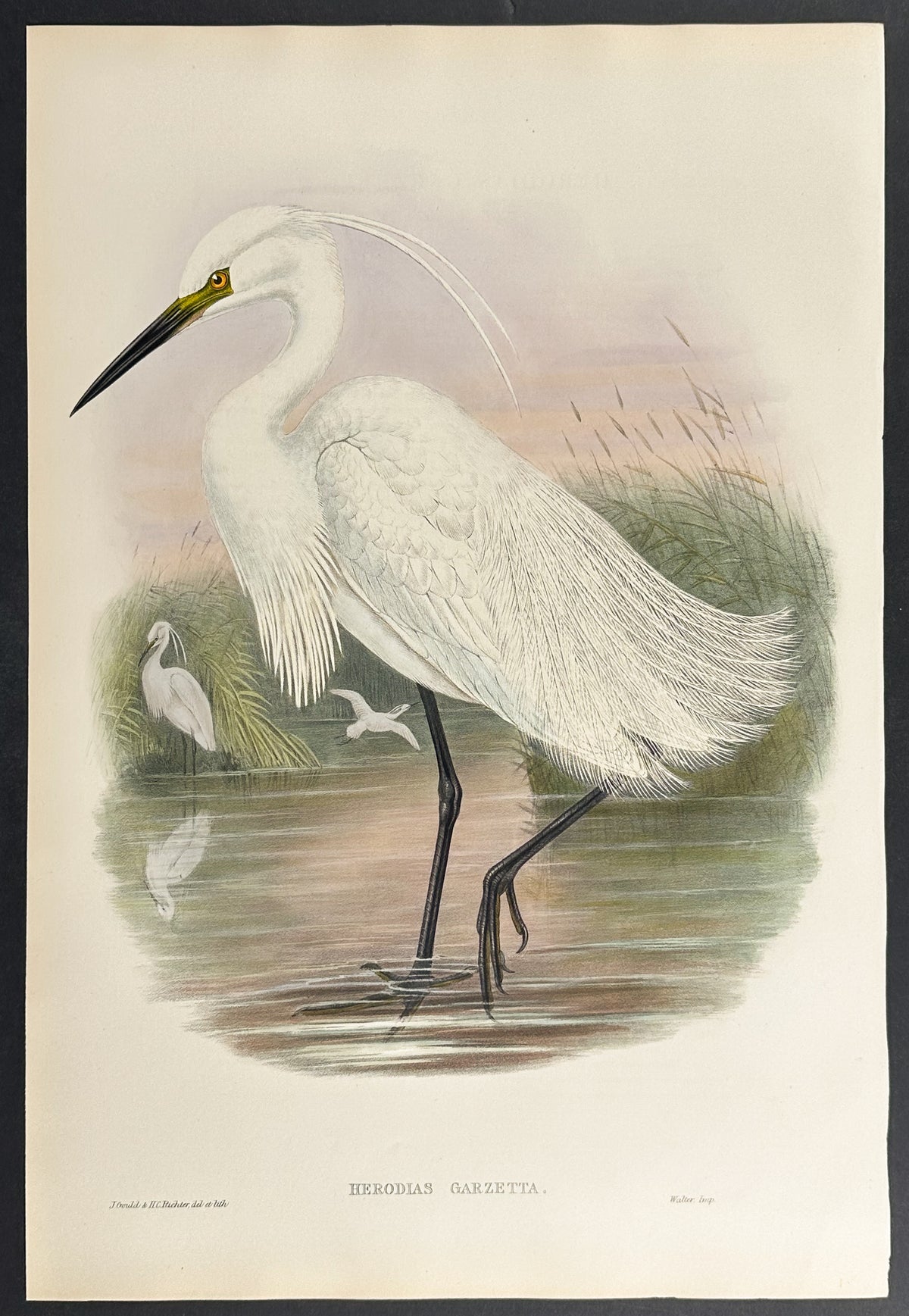 Little Egret