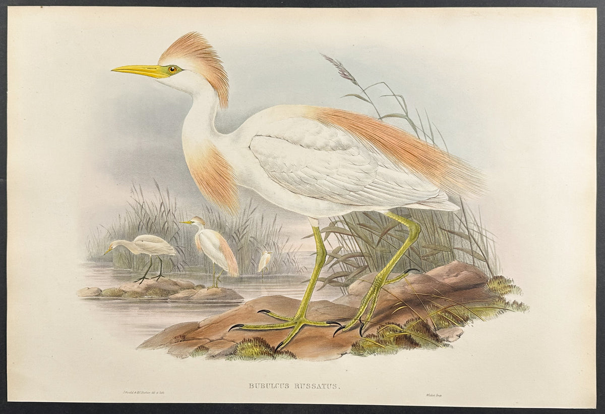Buff-backed Heron