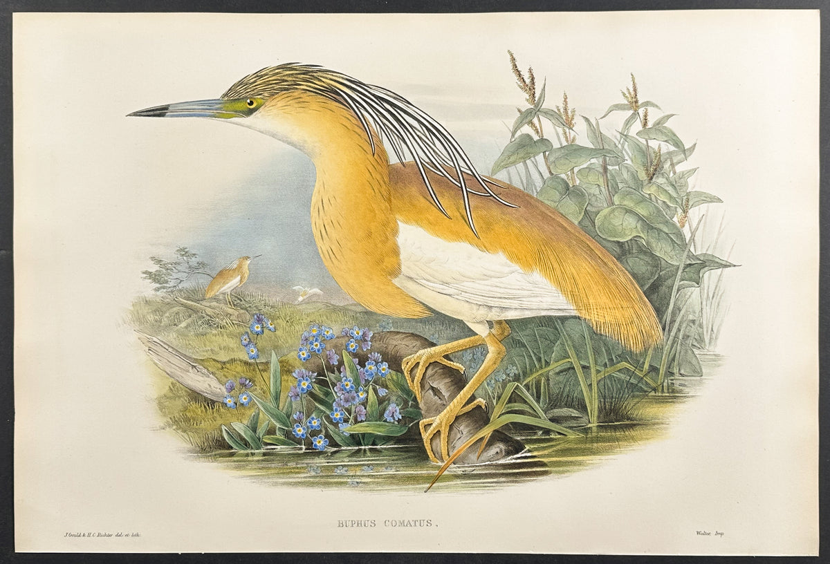 Squacco Heron