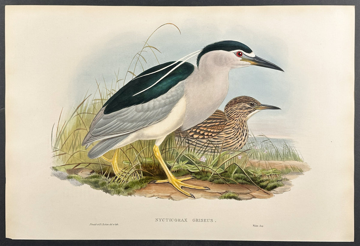 Night-Heron
