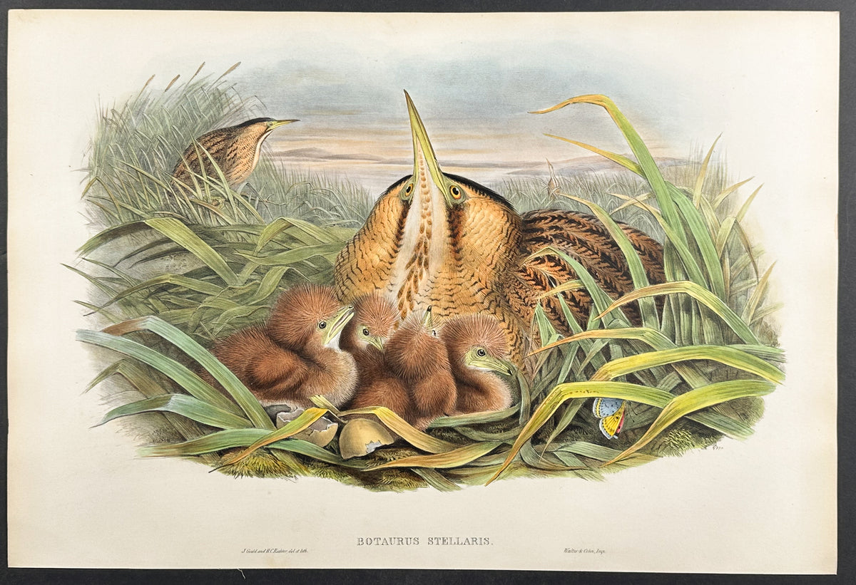 Bittern