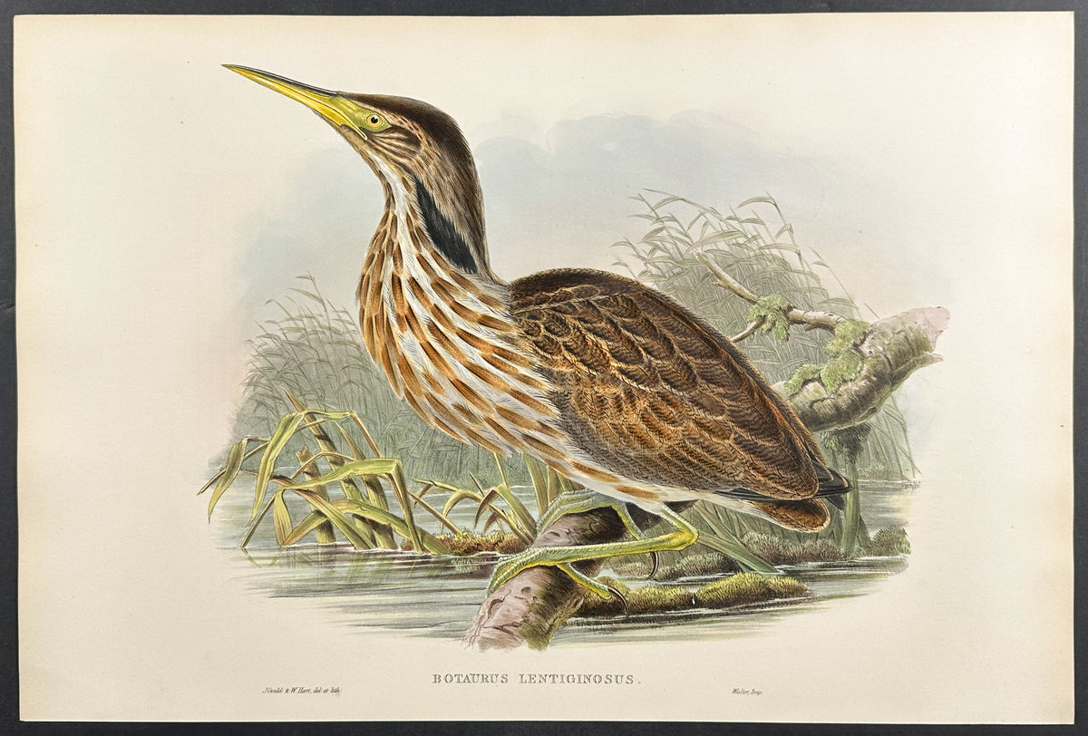 American Bittern