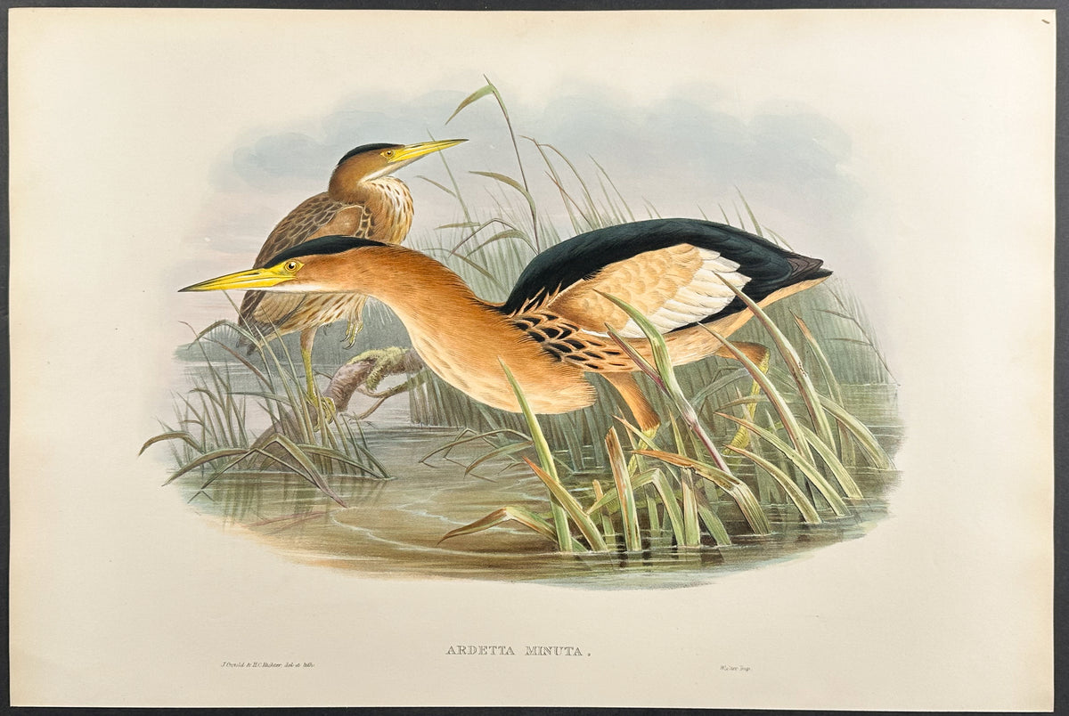 Little Bittern
