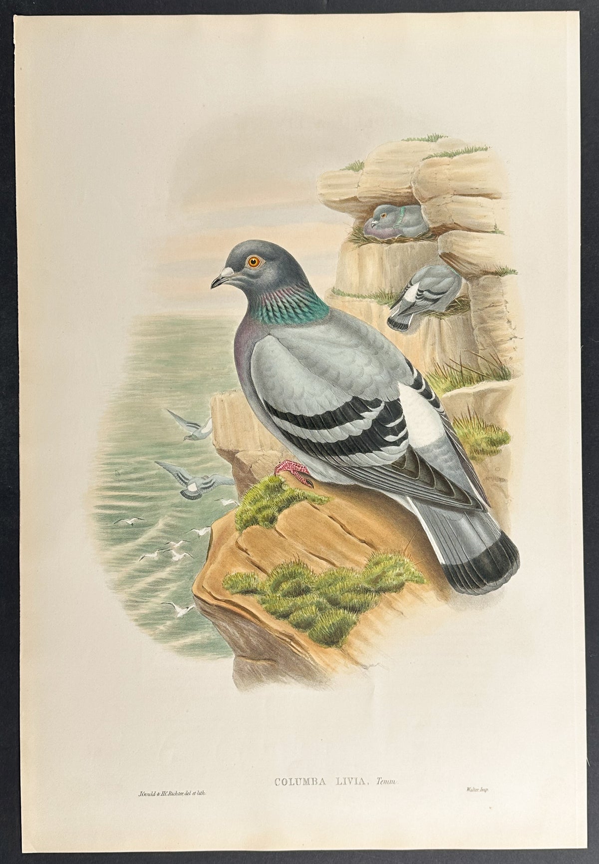 Rock-Pigeon