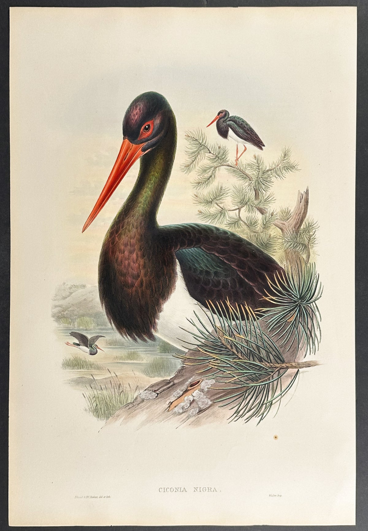 Black Stork