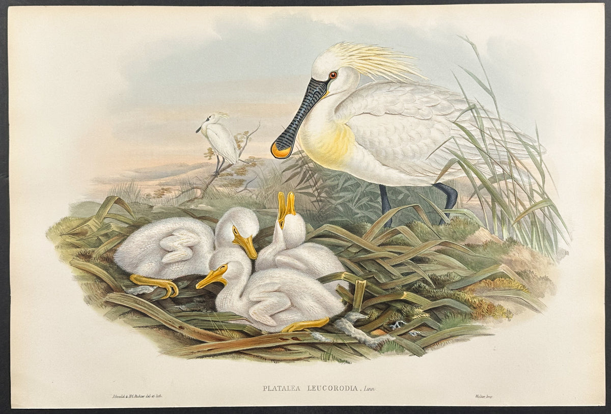 Spoonbill