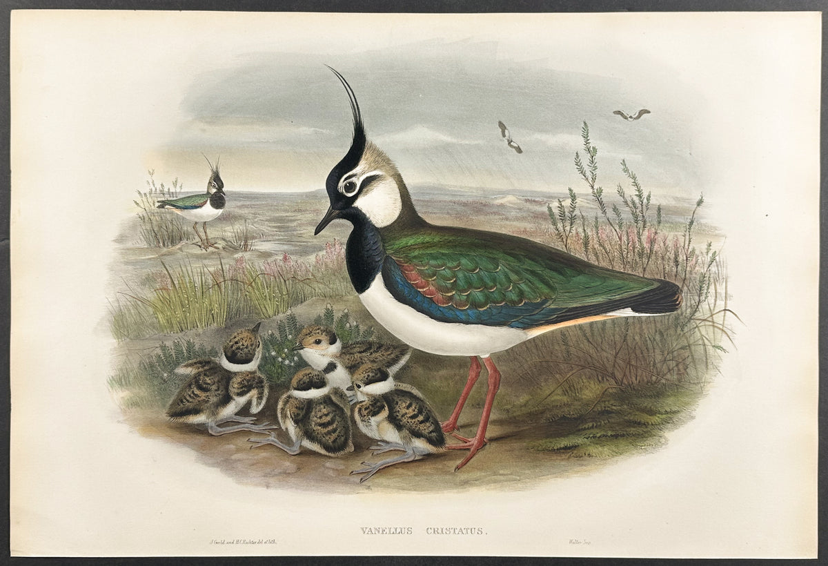 Lapwing, or Peewit