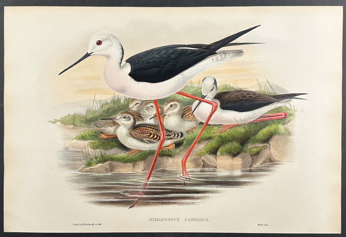 Stilt, or Long-legged Plover