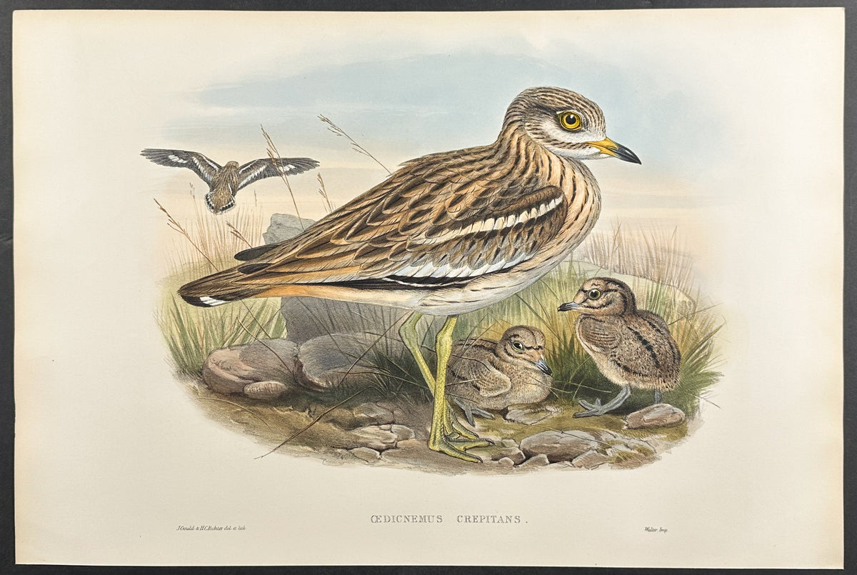 Thick-kneed Bustard