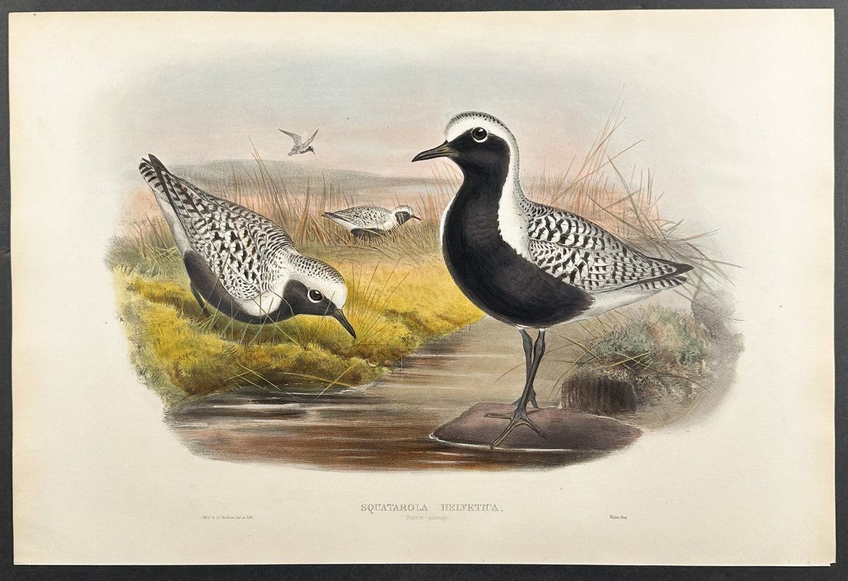 Grey Plover