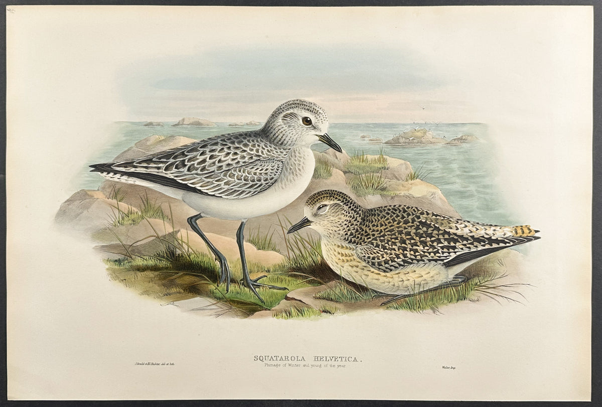 Grey Plover (plumage of winter & young)