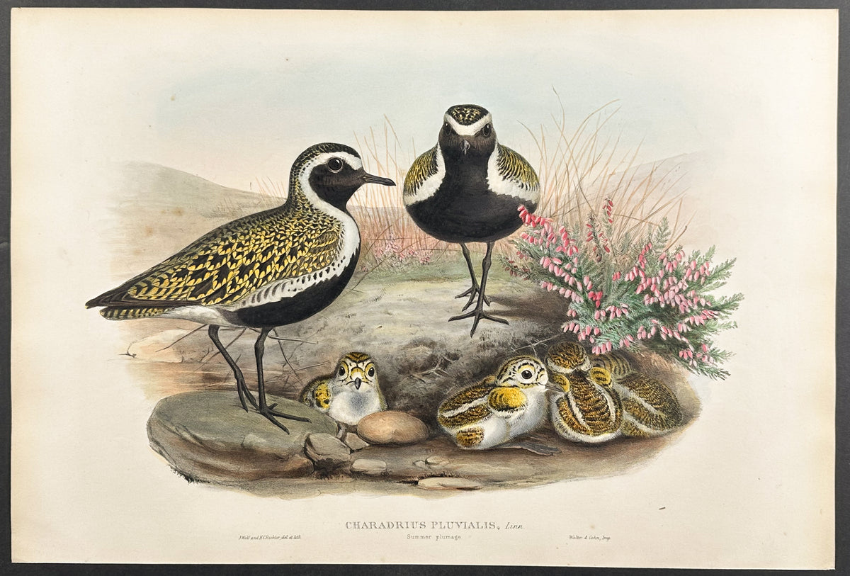 Golden Plover (summer plumage)