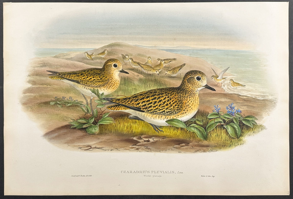 Golden Plover (winter plumage)
