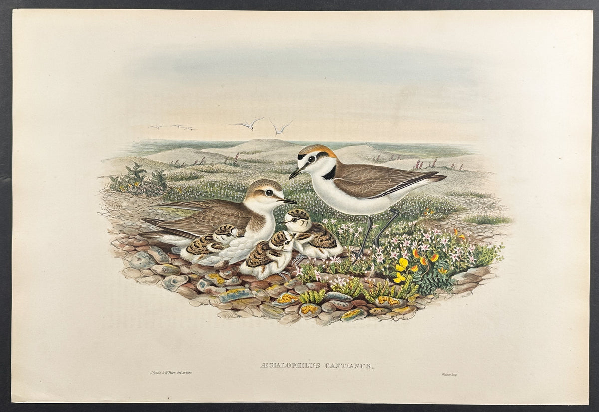 Kentish Plover