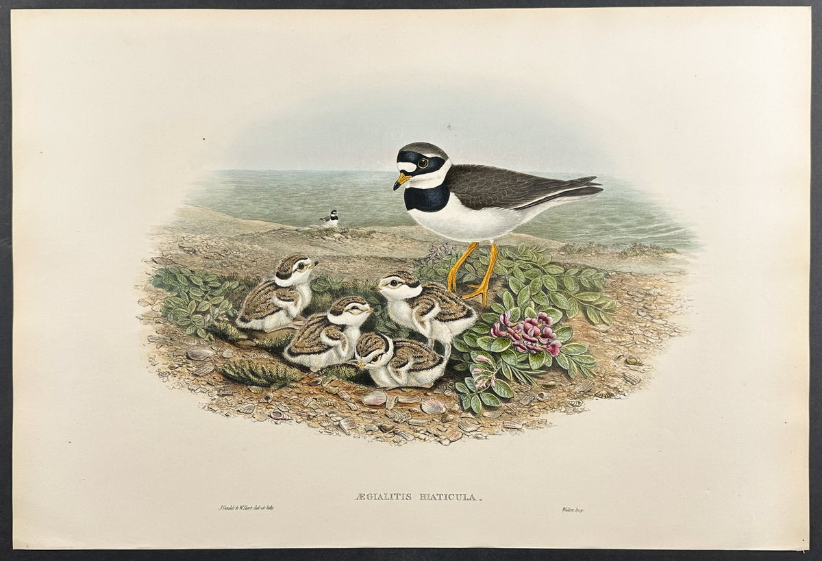 Ringed Plover