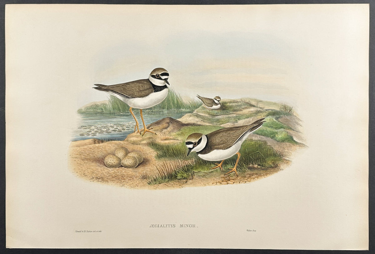 Little Ringed Plover