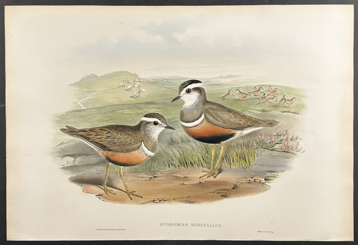 Dotterel