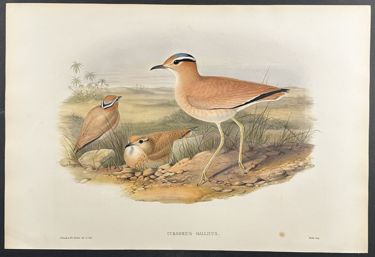 Cream-coloured Courser